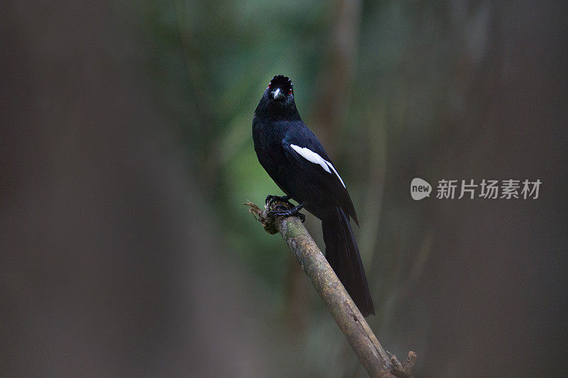 喜鹊:成年马来亚黑喜鹊(Platysmurus leucopterus)